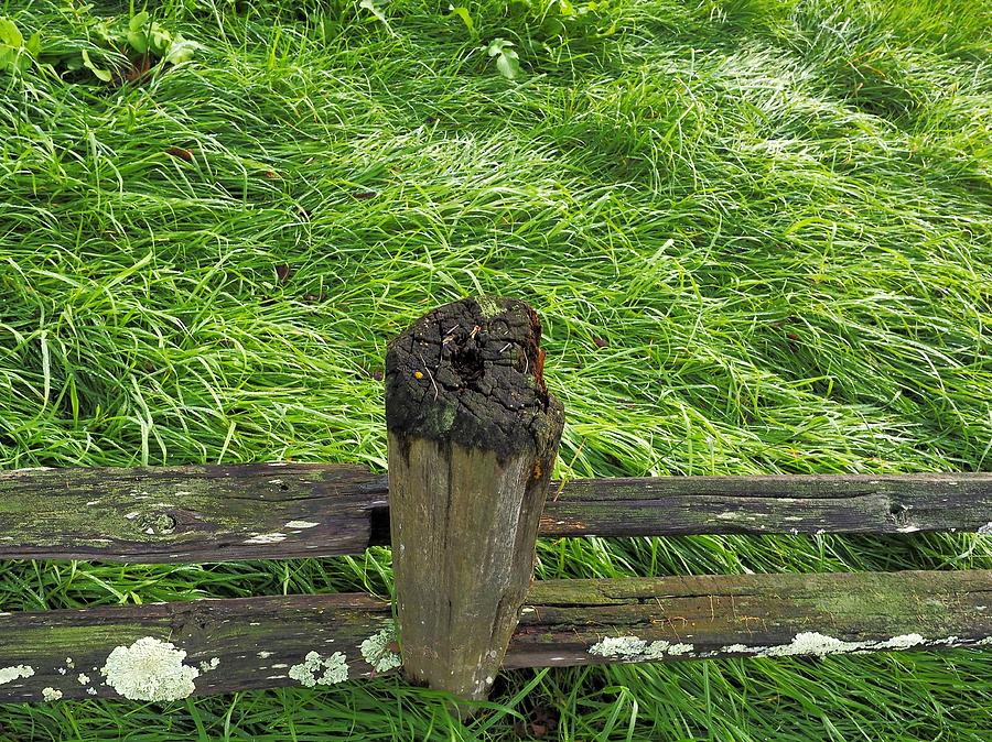 Fence Post and Grass Photograph by Richard Thomas