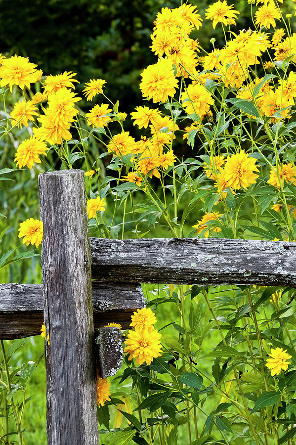 Fence Post Flowers Photograph by Alan L Graham