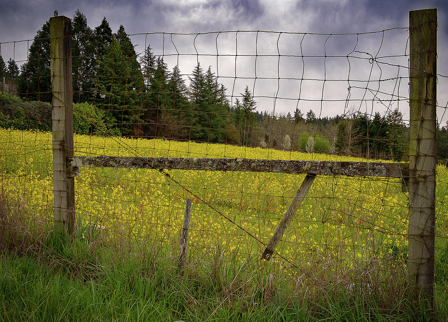 Fenced in Flowers Photograph by Jean Noren
