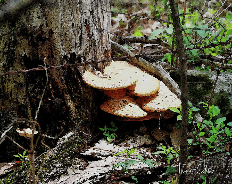 Fenceline Fungus by Thomas Colstad Fenceline Fungus by Thomas Colstad
