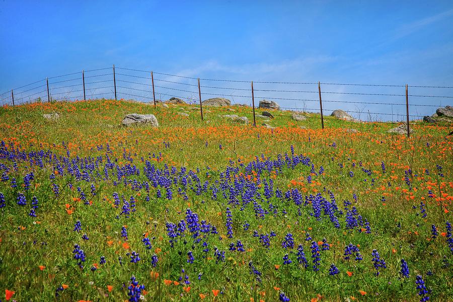 Fenceline Wildflowers in Arvin Photograph by Lynn Bauer