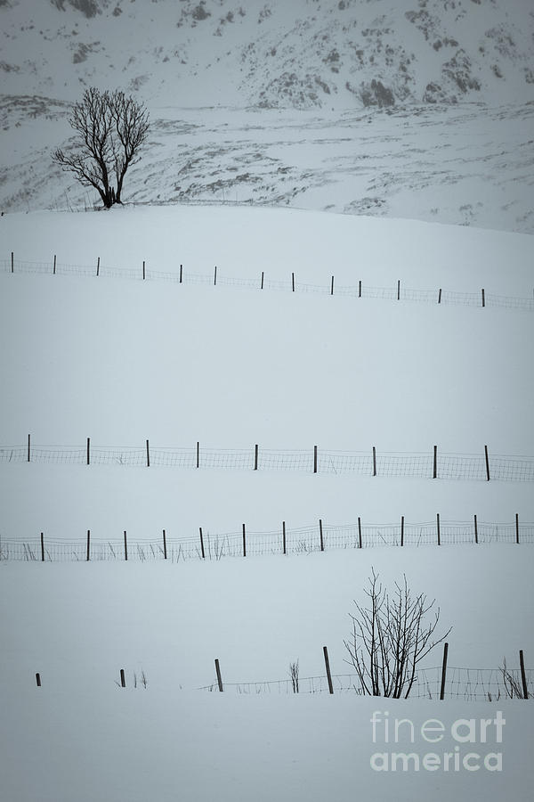 Fences and Trees Photograph by Inge Johnsson