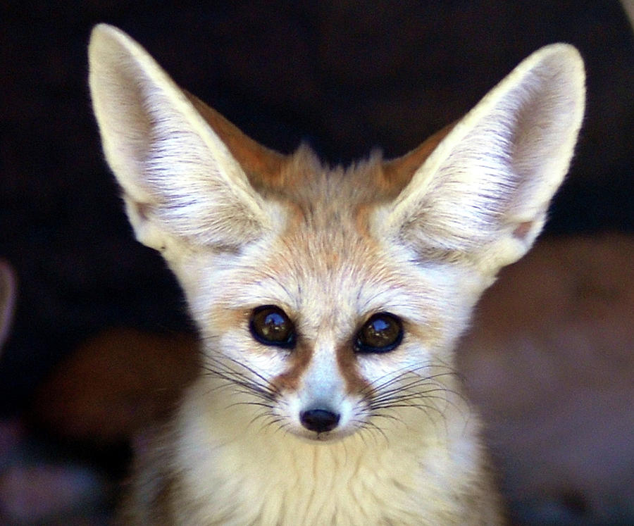 Fennec Fox Photograph by Floridapfe From S.korea Kim In Cherl