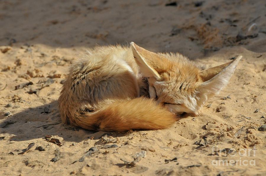 Fennec Fox Photograph by Photostock-israel/science Photo Library