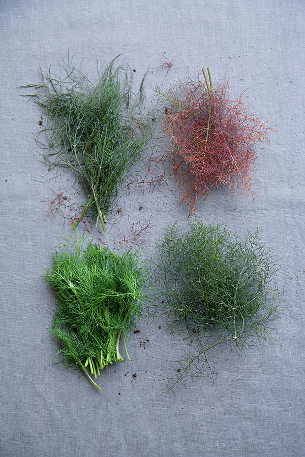 Fennel, Bronze Fennel, Dill And Fennel Tips Photograph by Michael Wissing