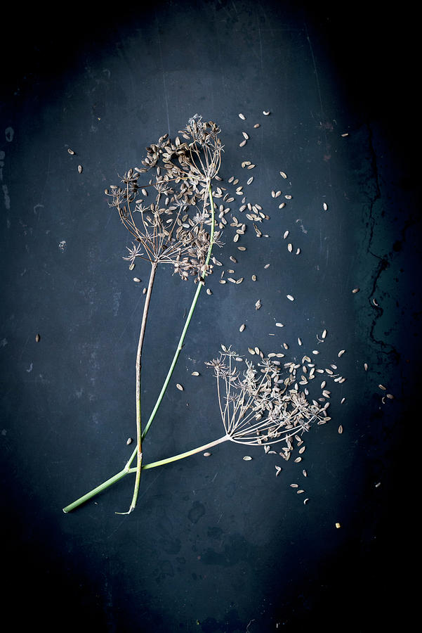 Fennel Flowers With Fennel Seeds On A Dark Surface Photograph by Manuela Rther