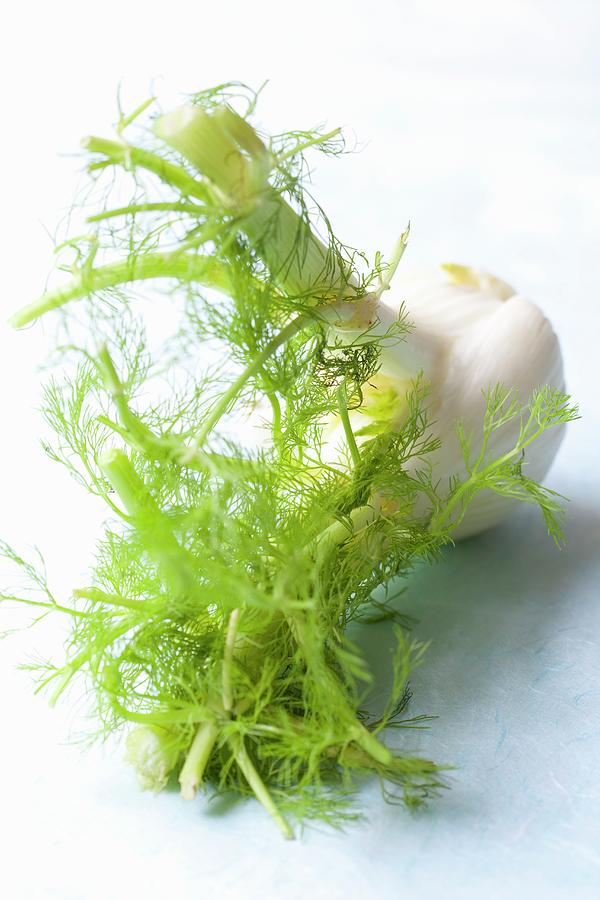 Fennel. Photograph by Hilde Mche