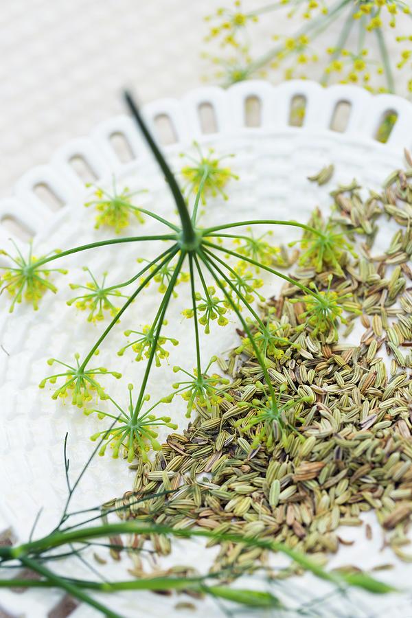 Fennel Seeds And Flowers On A Ceramic Plate Photograph by Sabine Lscher