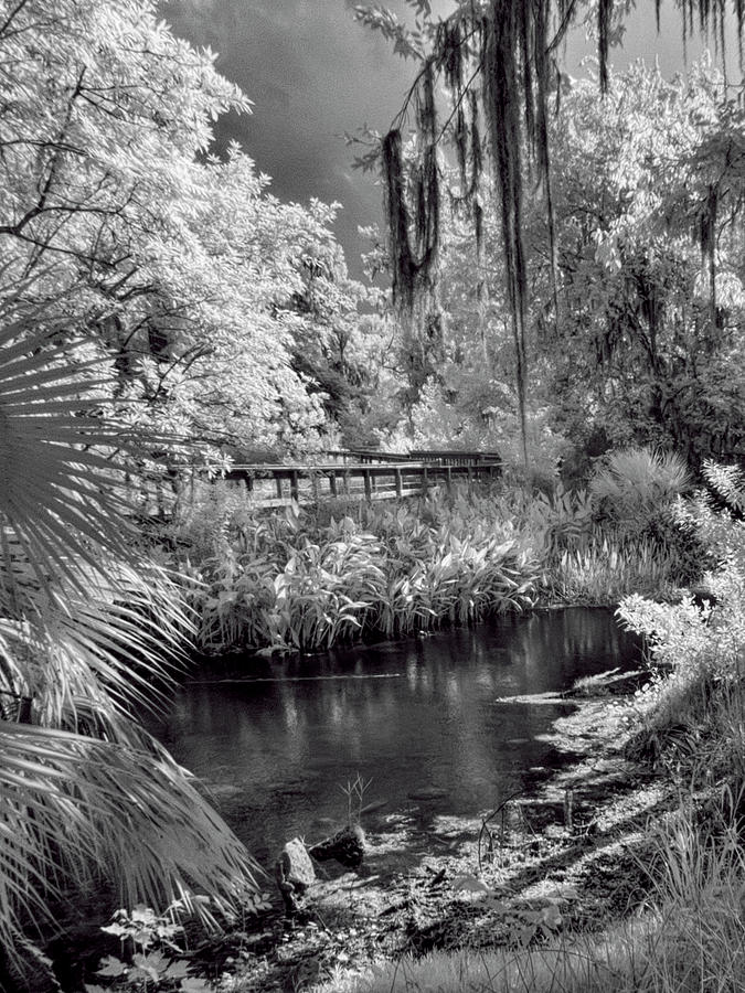 Fenney Nature Trail in Black and White Photograph by Betty Eich