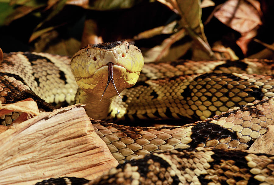 Fer-de-lance Captive, Endemic To Martinique Photograph by Daniel ...