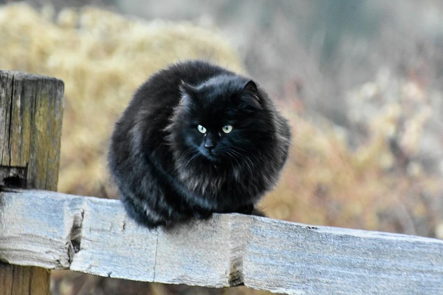 black feral cat