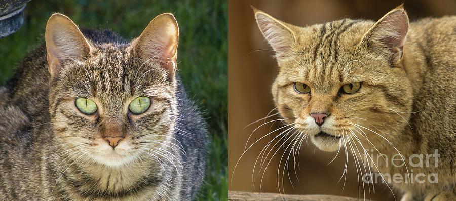 Feral Cat And Wildcat Compared Photograph by Martyn F. Chillmaid/science Photo Library