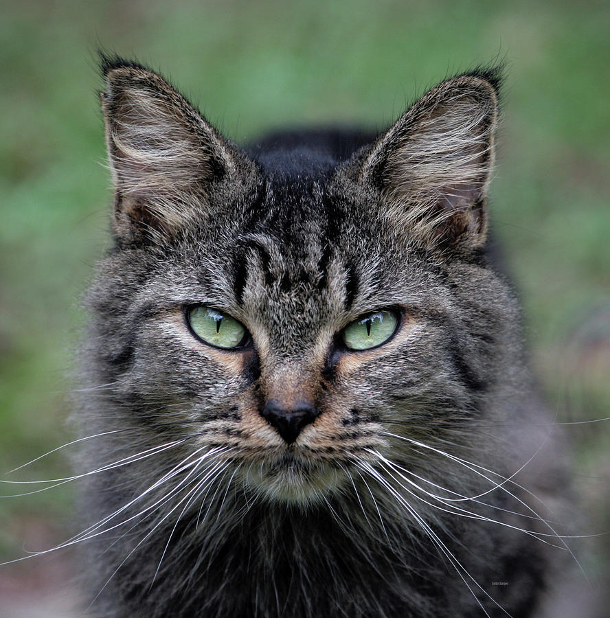 Cat Photograph - Feral Cat by Cathy Harper