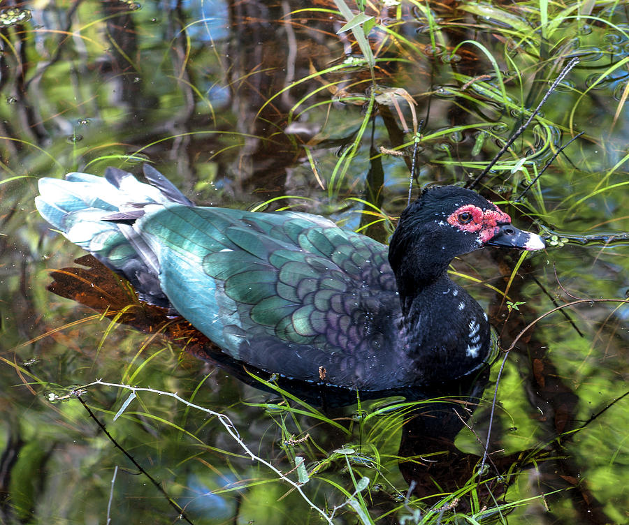 Feral Muscovy Duck Photograph