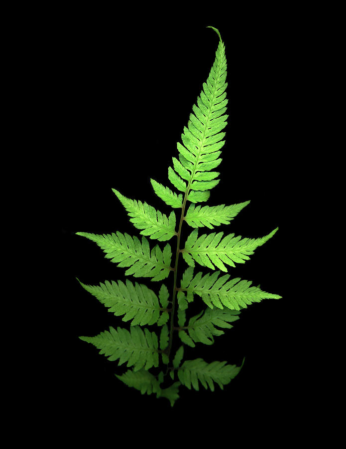 Fern Painting - Fern #3 by Susan S. Barmon
