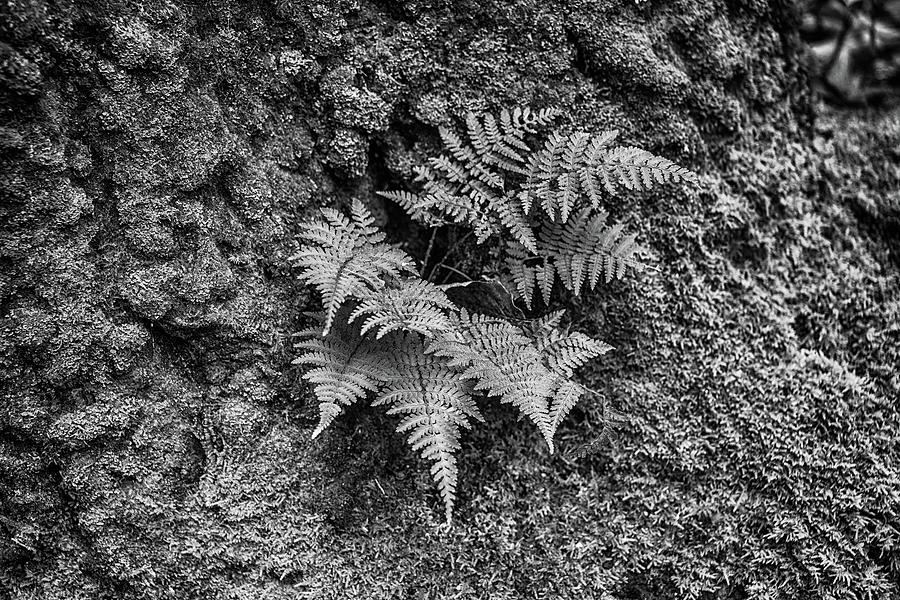 Fern and moss in black and white Photograph by Alan Goldberg
