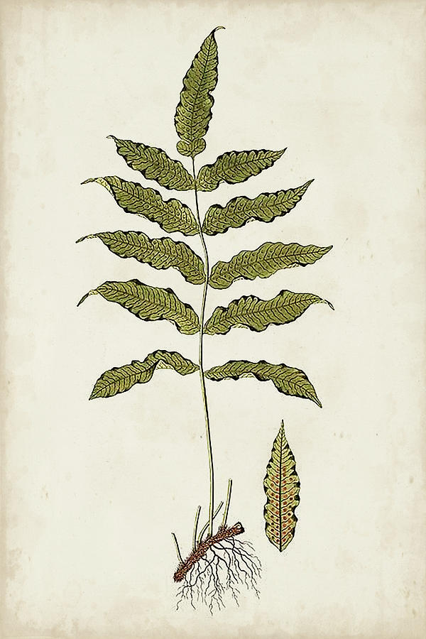 Fern Botanical IIi Painting by Vision Studio
