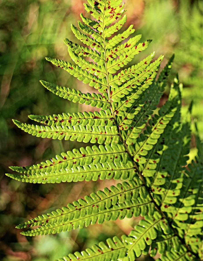Fern close up Photograph by Martin Smith