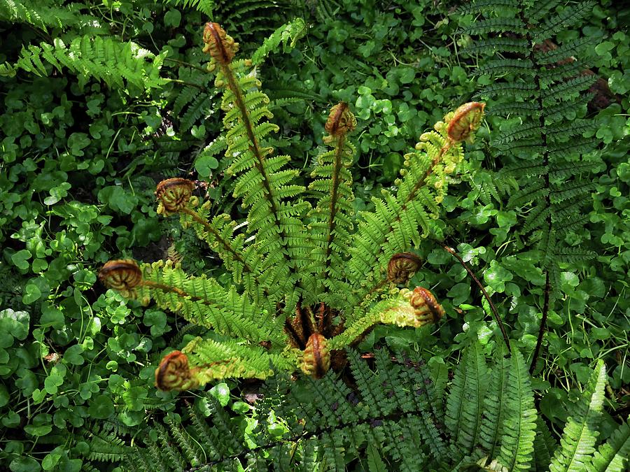 Fern cluster Photograph by Martin Smith