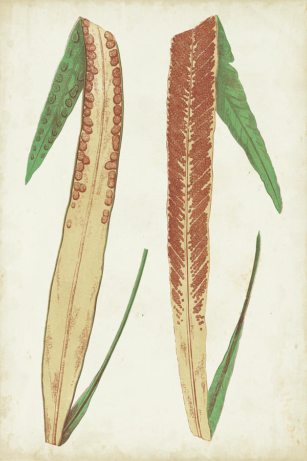 Botanical Painting - Fern Family Iv by Lowe