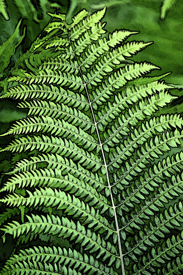 Fern Fan Stylized Photograph by Maria Keady | Fine Art America