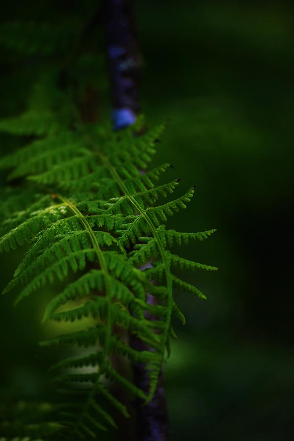 Fern Fantasy Photograph by Lkb Art And Photography