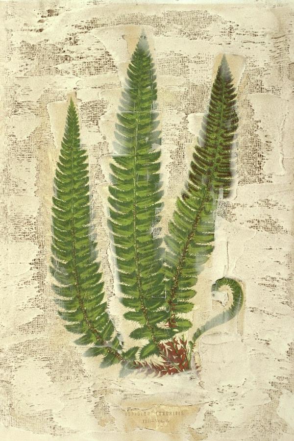 Nature Painting - Fern Fresco I by Lowe