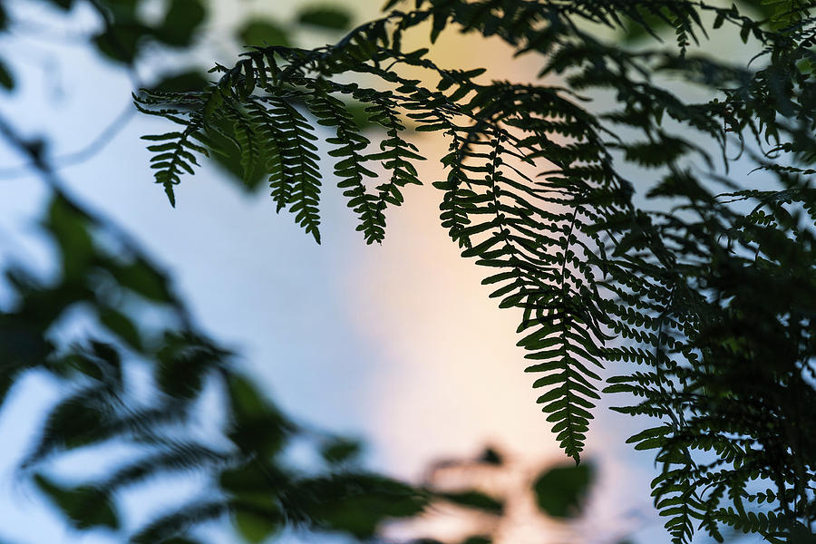 Fern Frond Silhouette by Robert Potts Fern Frond Silhouette by Robert Potts