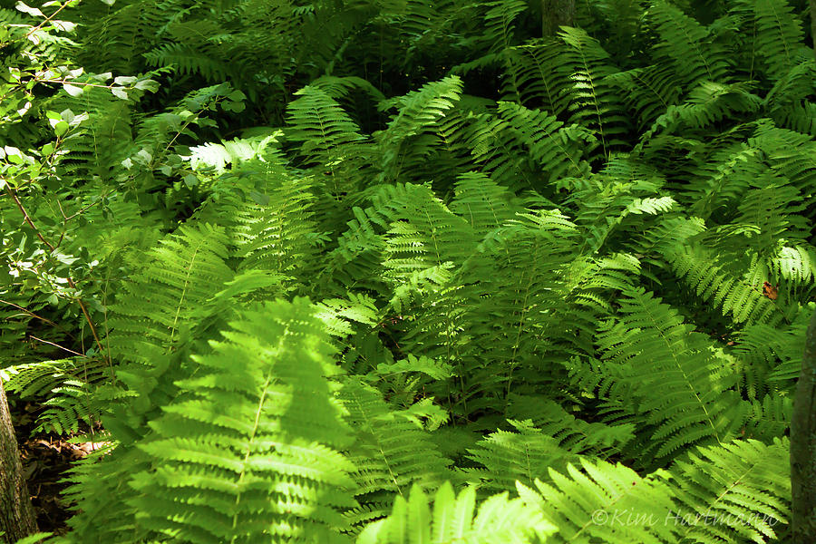 Fern Gully Photograph by Kim Hartmann - Pixels