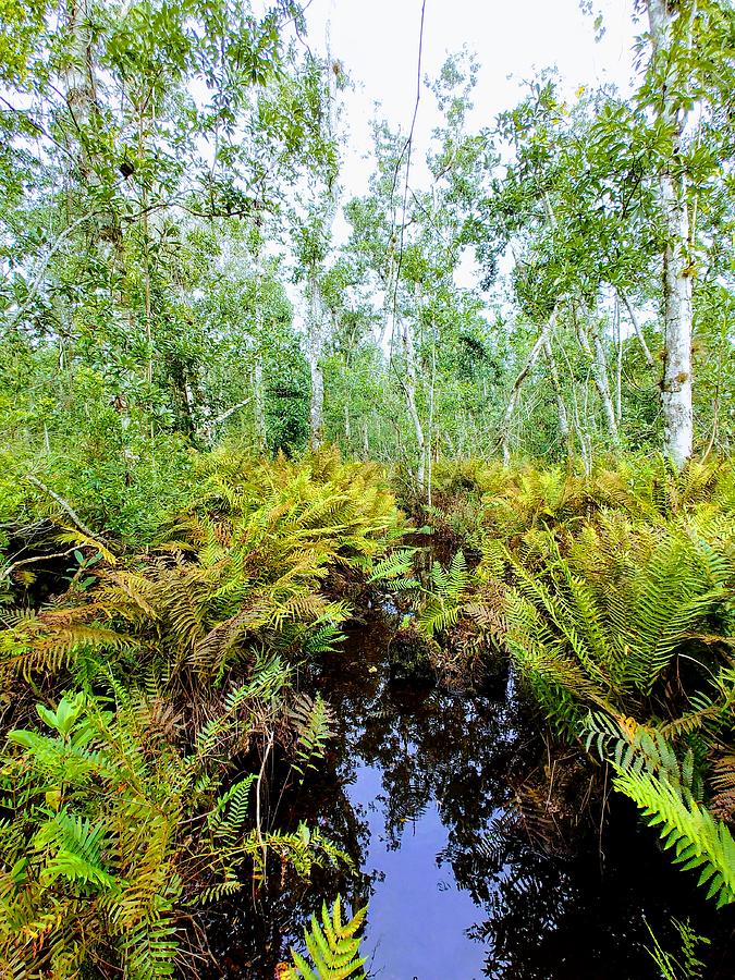 Fern Gully Photograph by TJ Venning - Fine Art America