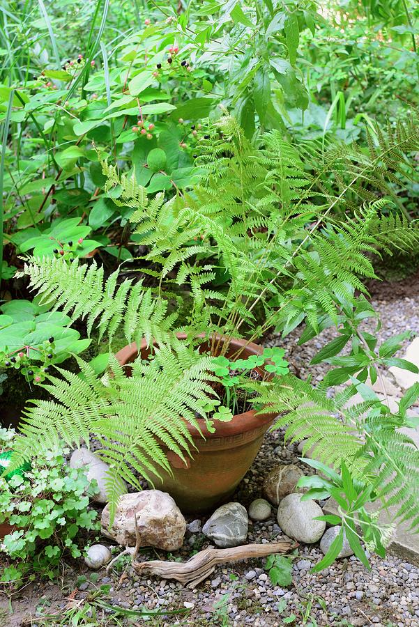 Fern In Old Terracotta Pot On Gravel Floor Outdoors Photograph by Revier 51