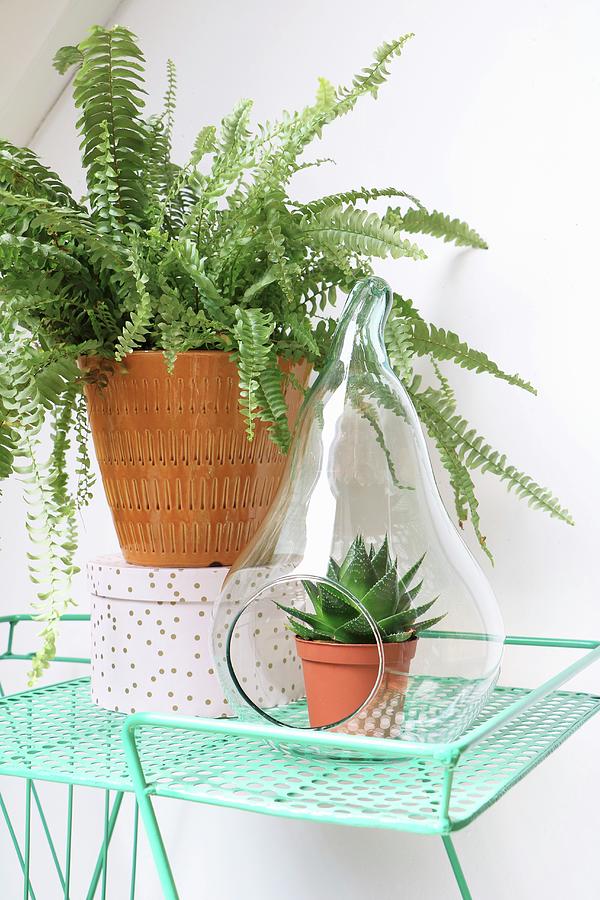 Fern In Retro Planter And Succulent In Pear-shaped Terrarium Photograph by Marij Hessel
