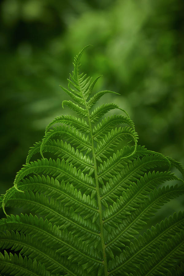 Nature Photograph - Fern In The Forest by Paul Freidlund