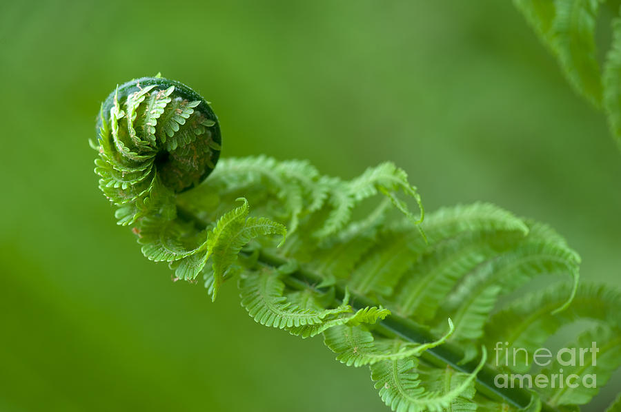 Stems Photograph - Fern In The Spring Forest by Andrew Buckin Stems Photograph - Fern In The Spring Forest by Andrew Buckin