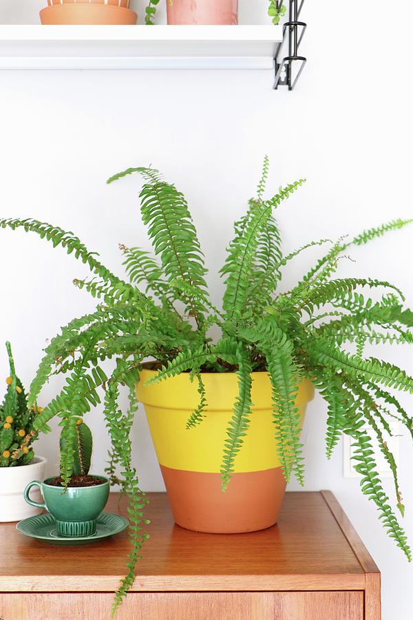 Fern In Yellow Dip-dye Terracotta Pot And Cactus In Green Retro Cup Photograph by Marij Hessel
