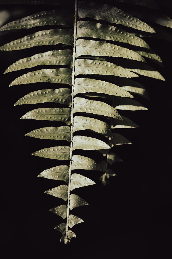 Fern Leaf Photograph by 1x Studio Iii