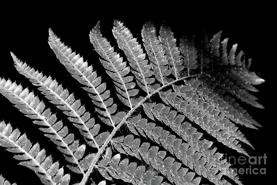 Fern leaf black and white Photograph by Delphimages Photo Creations