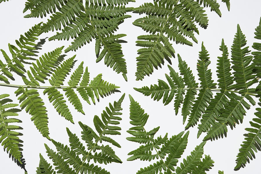 Fern Leaves Forming Circle Photograph by Paul Taylor