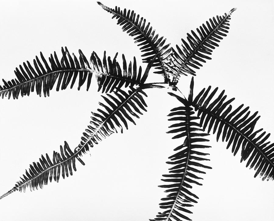 Fern Leaves Photograph by Panoramic Images