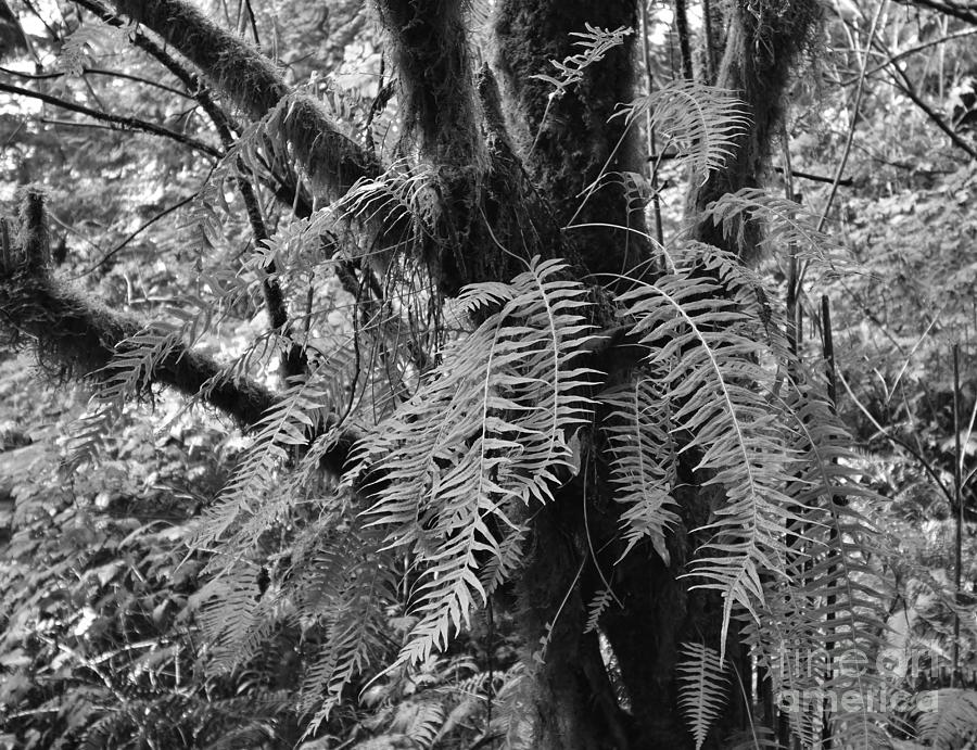 Fern Love by Jeni Gray Fern Love by Jeni Gray
