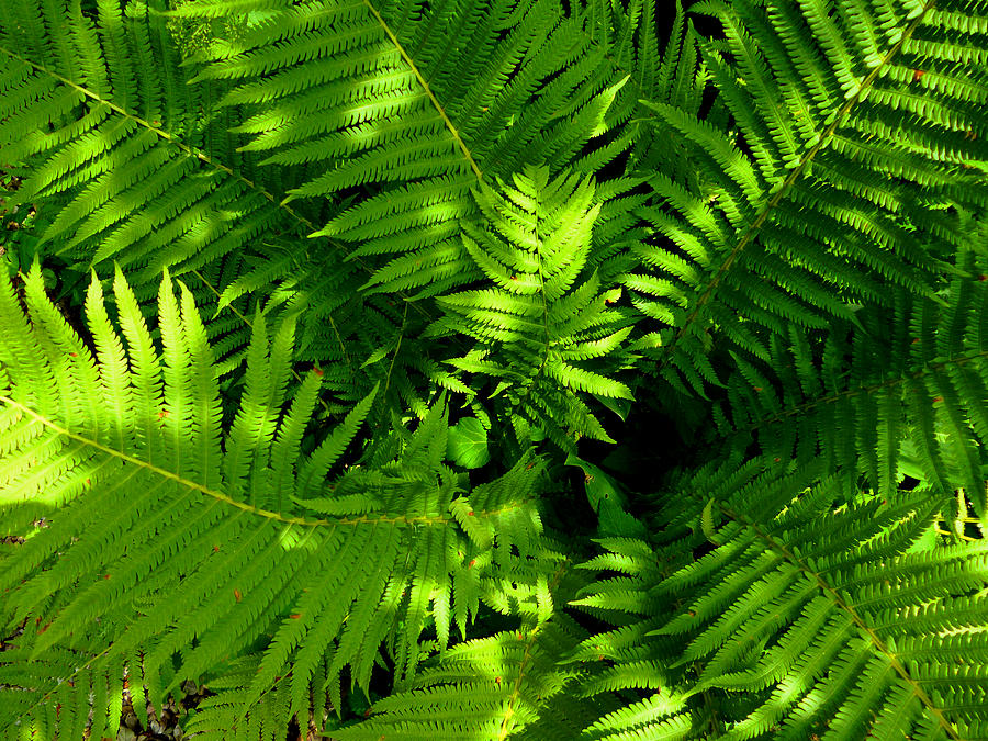 Fern Photograph by Mike McBrayer