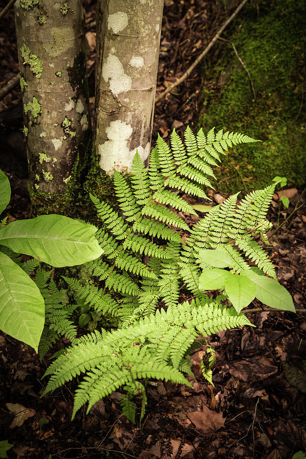 Fern Of Choice Photograph by Randall Evans