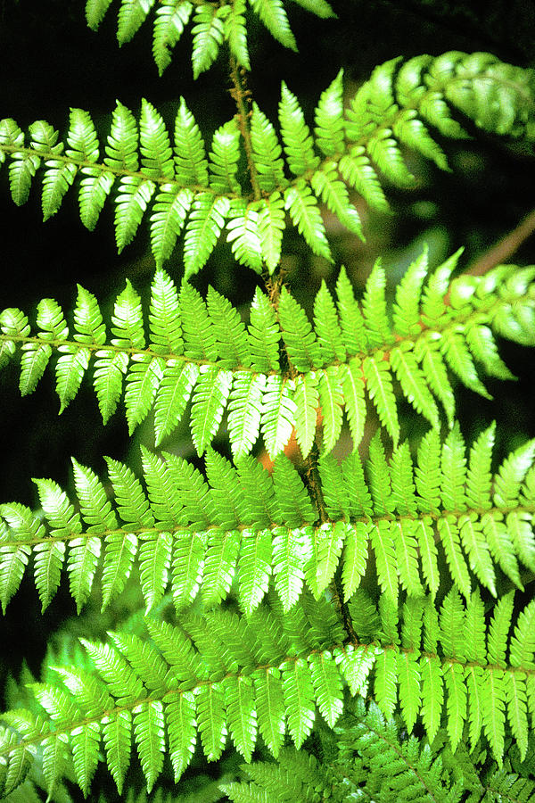 Fern patterns Photograph by Jerry Griffin - Fine Art America