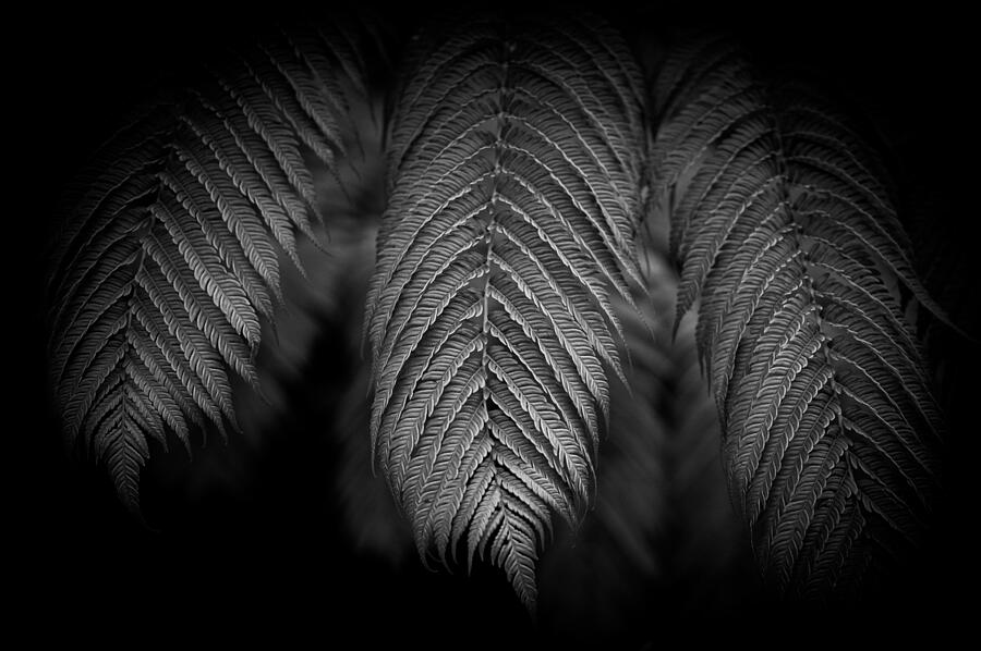Nature Photograph - Fern Plant by Yutaka Kurahashi