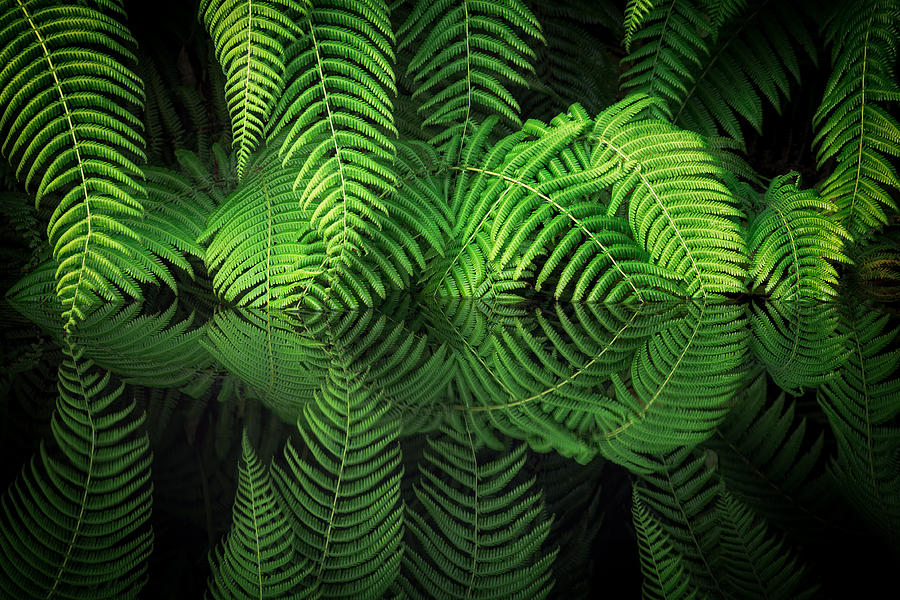 Abstract Photograph - Fern Reflection by Takeshi Mitamura