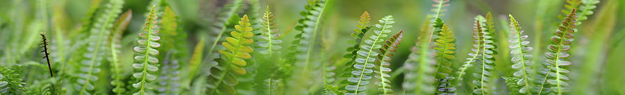 Panoramic Photograph - Fern Scape by Cora Niele Panoramic Photograph - Fern Scape by Cora Niele
