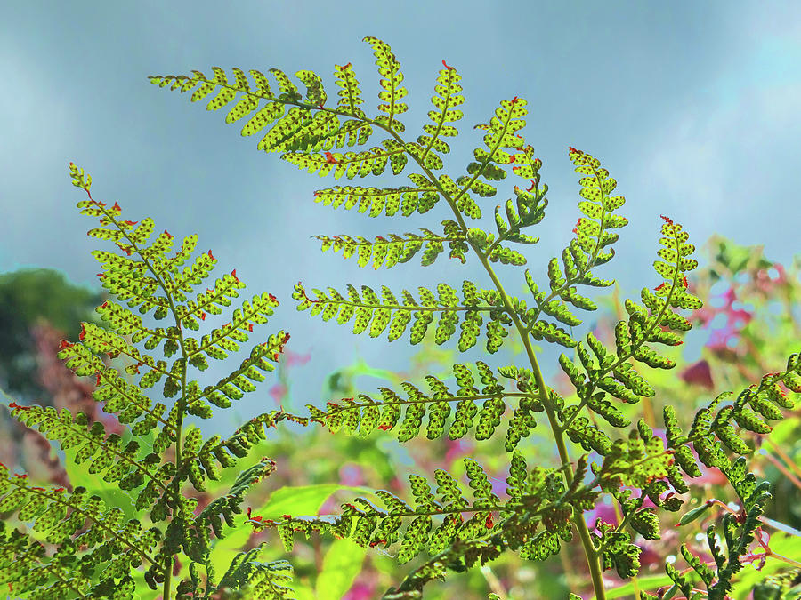 Fern September Sky Photograph by Philip Openshaw