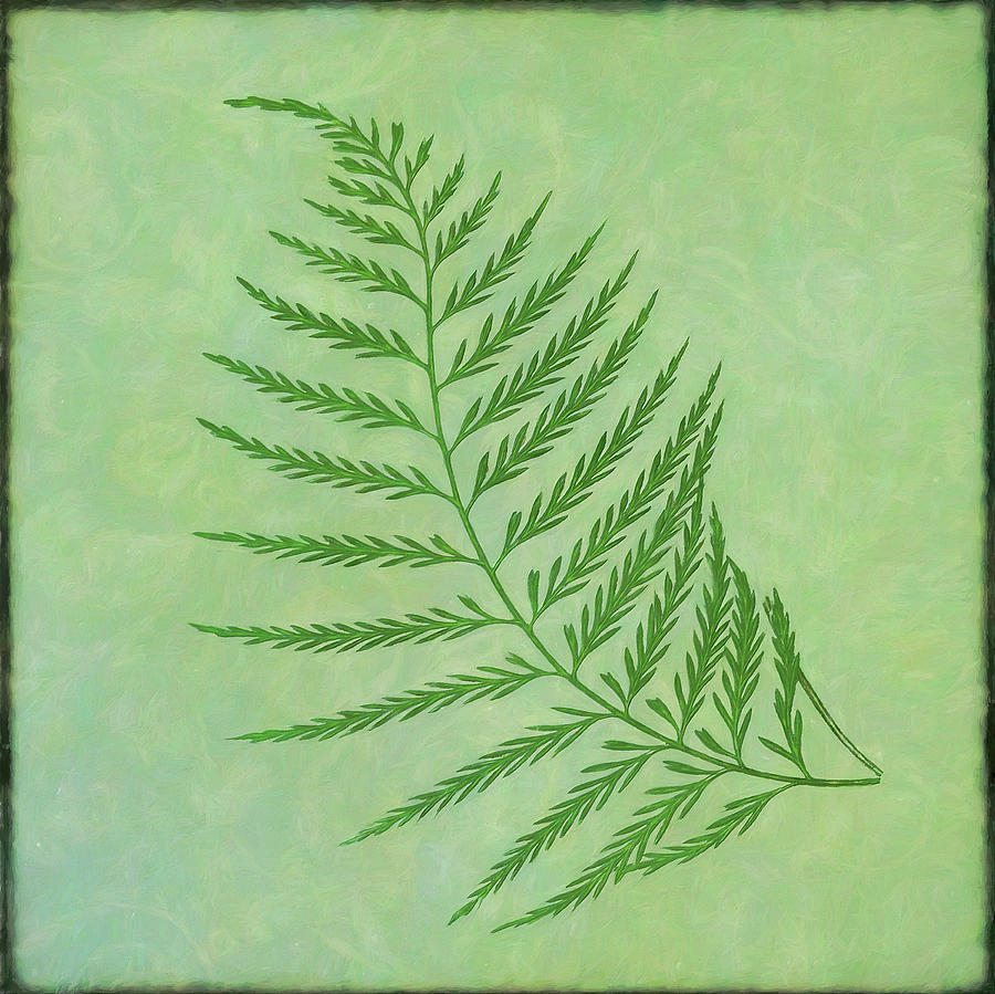 Nature Photograph - Fern Series Vintage I by Cora Niele