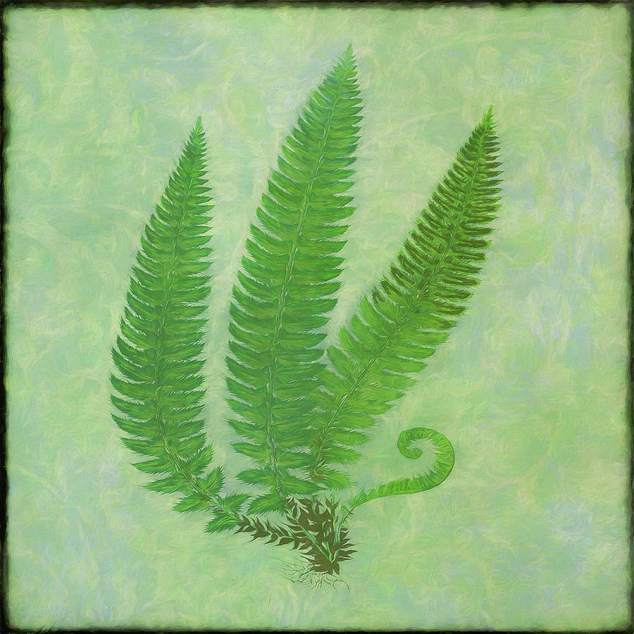 Nature Photograph - Fern Series Vintage II by Cora Niele
