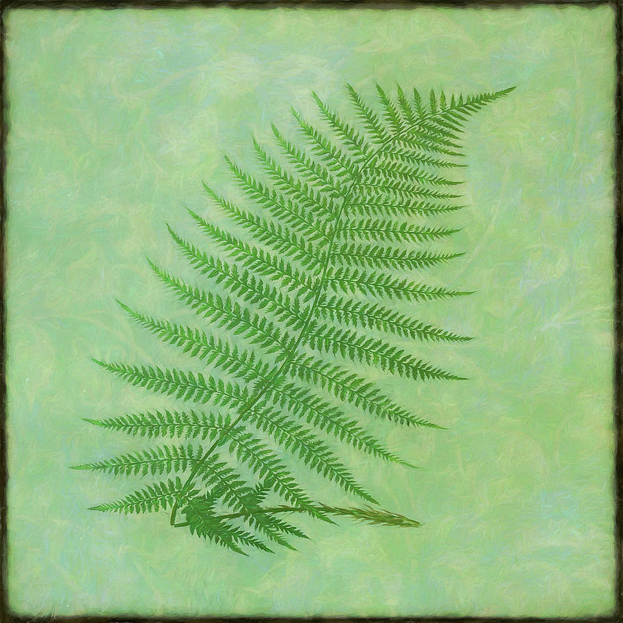 Nature Photograph - Fern Series Vintage IIi by Cora Niele